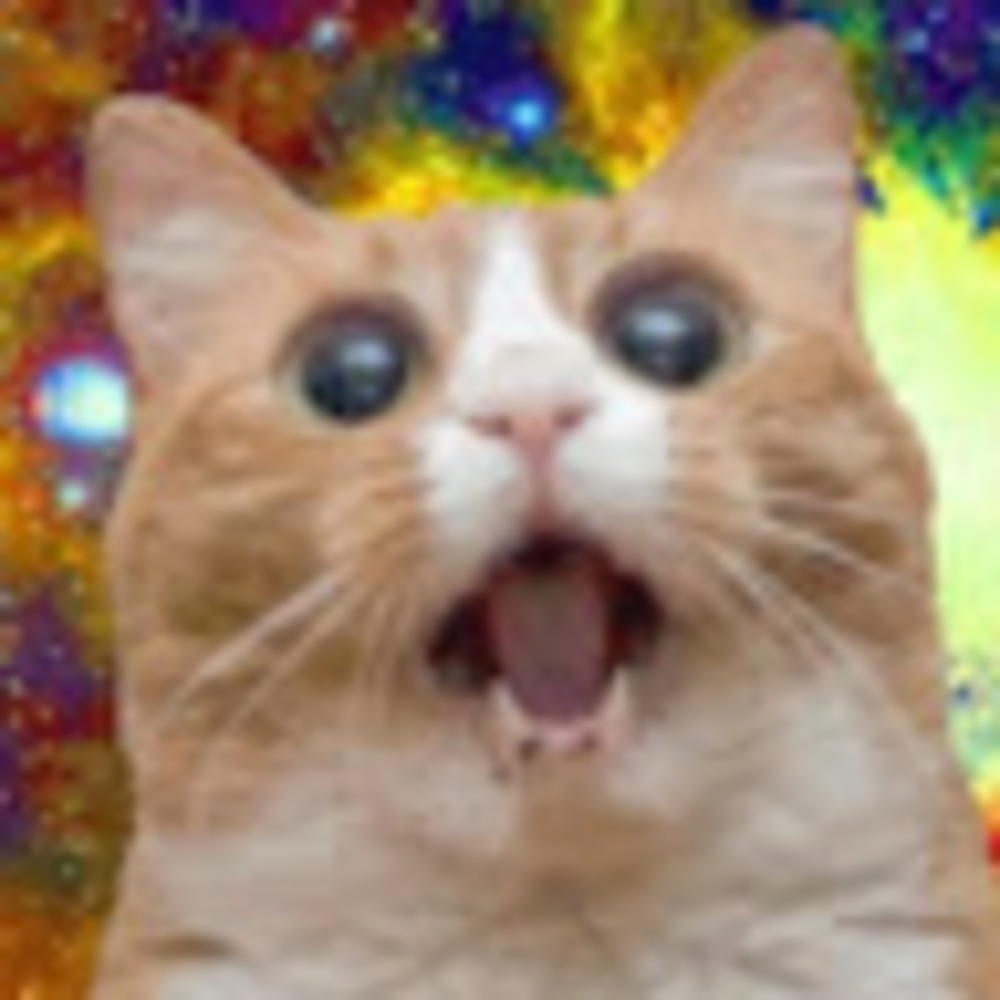 Meet your Posher, Izzy